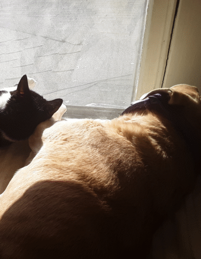 Lucy the beagle mix with a feline friend