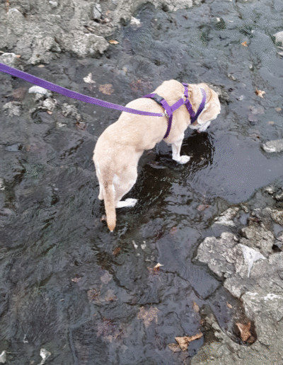 Lucy the beagle mix in the river