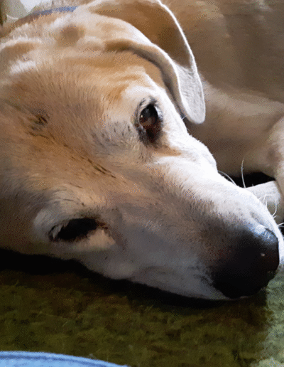 Lucy the beagle mix laying in bed