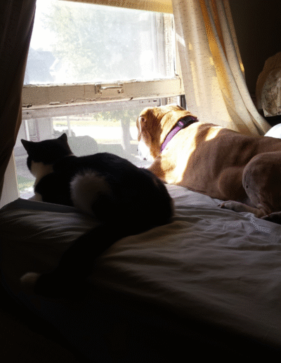 Lucy the beagle mix with a feline friend