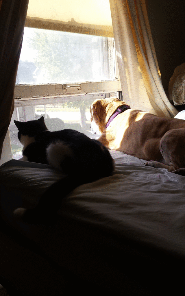 Lucy the beagle mix with a feline friend