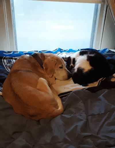 Lucy the beagle mix with a feline friend
