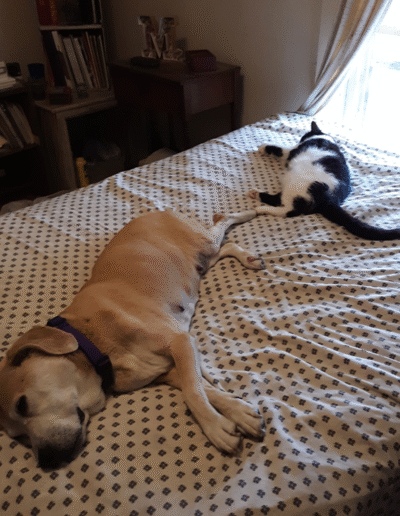 Lucy the beagle mix with a feline friend