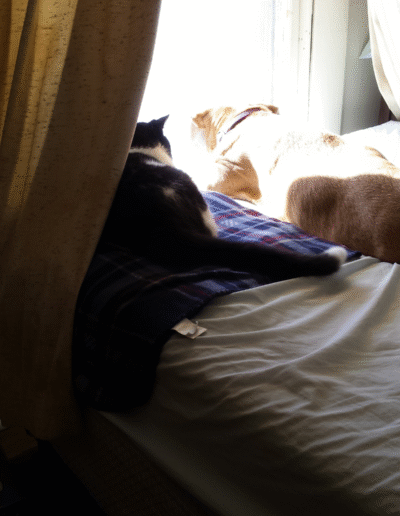 Lucy and Buddy doing their thing in front of an open window.