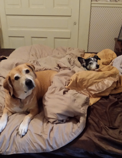 Lucy the beagle mix with another dog
