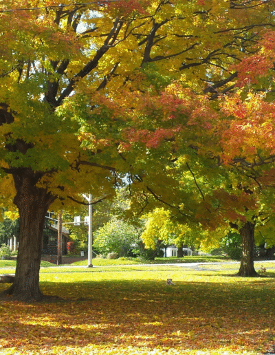 Lucy the beagle mix in the park