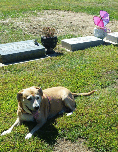 Lucy the beagle mix in the graveyard