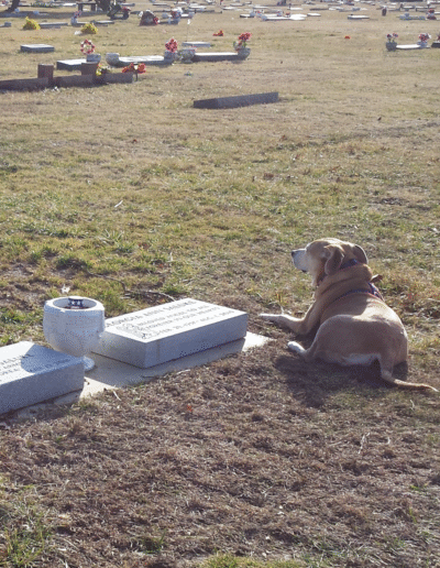 Lucy the beagle mix in the graveyard