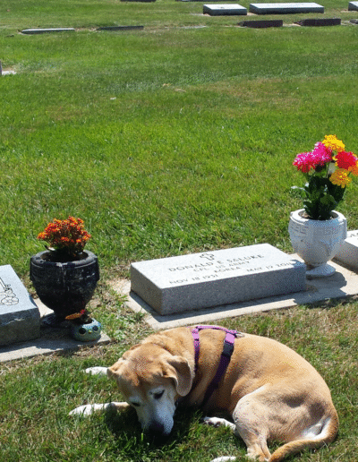 Lucy the beagle mix in the graveyard