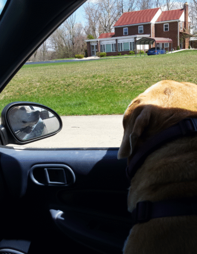 Lucy the beagle mix in a car
