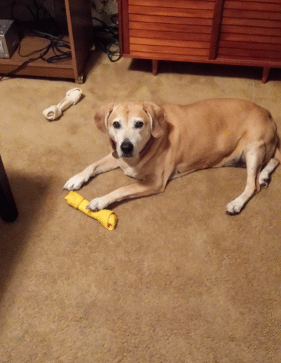 Lucy the beagle mix with a bone