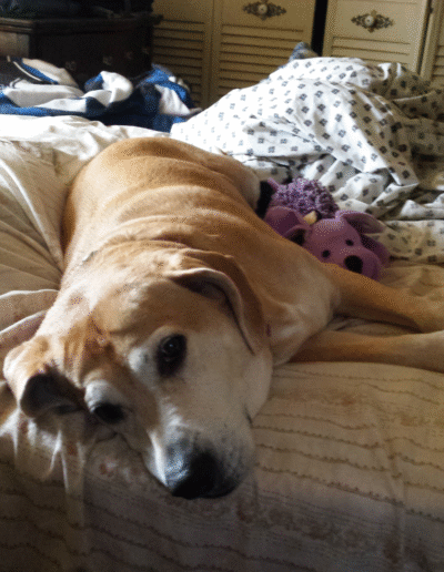 Lucy the beagle mix laying in bed