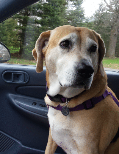 Lucy the beagle mix in a car
