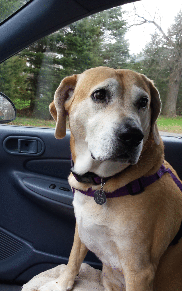 Lucy the beagle mix in a car