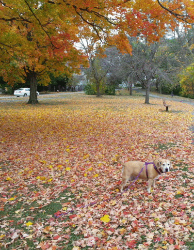 Lucy the beagle mix in the park