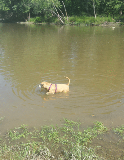 Lucy the beagle mix in the river