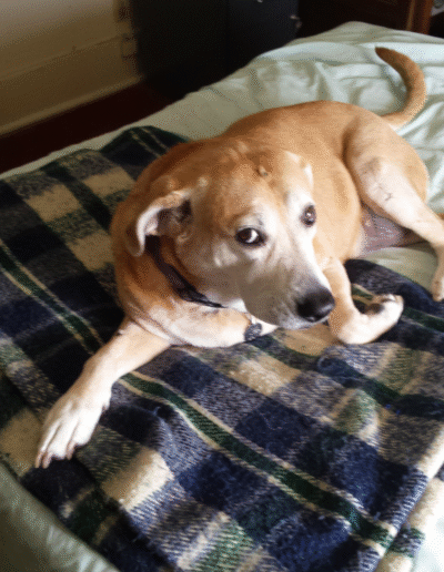 Lucy the beagle mix laying in bed
