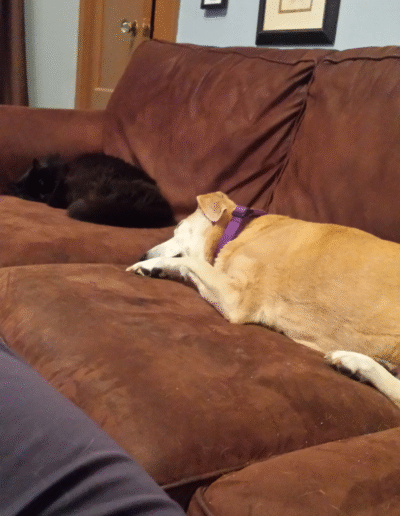 Lucy the beagle mix with a feline friend