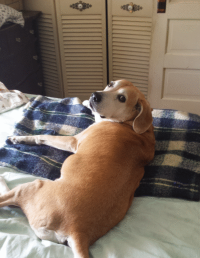 Lucy the beagle mix laying in bed