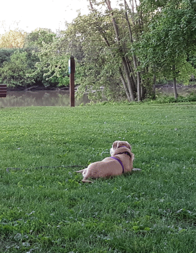 Lucy in one of her favorite spots at the river by the red Girl Scout cabin