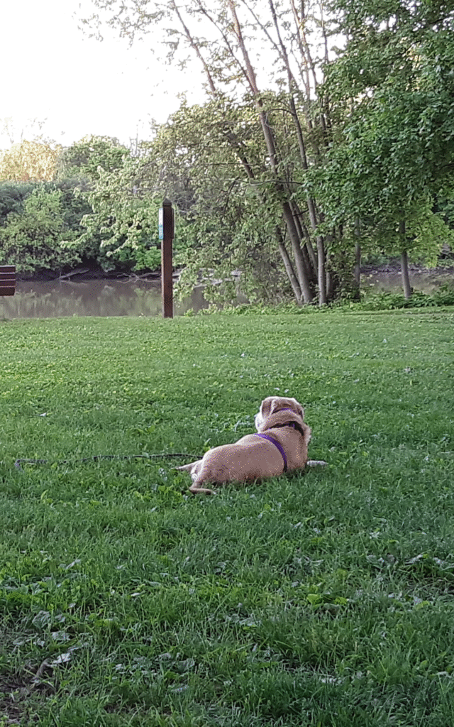Lucy in one of her favorite spots at the river by the red Girl Scout cabin