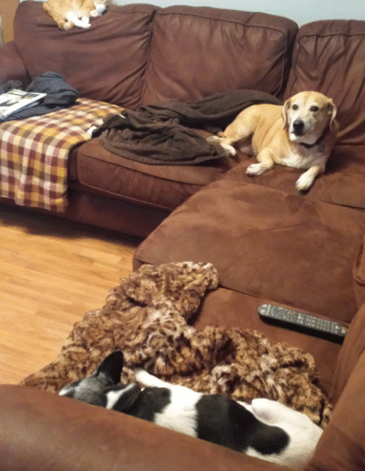 Lucy the beagle mix with another dog