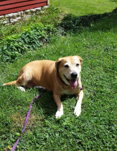 Lucy the beagle mix in the yard