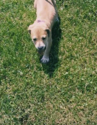 Lucy the beagle mix in the yard