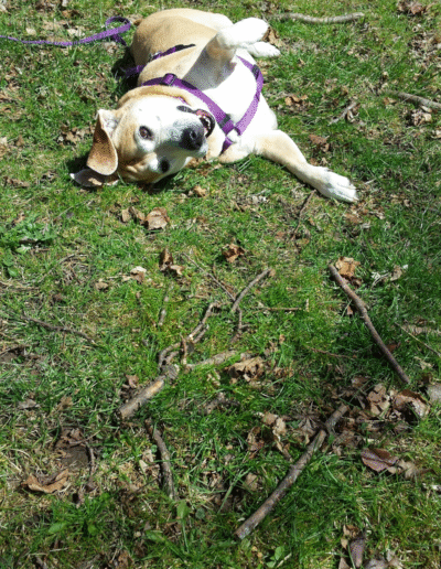Lucy the beagle mix rolling around in the grass