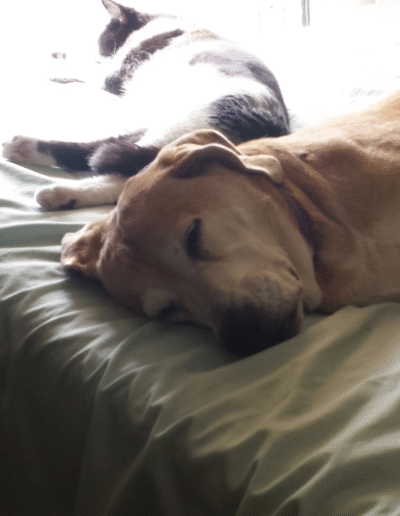 Lucy the beagle mix laying in bed