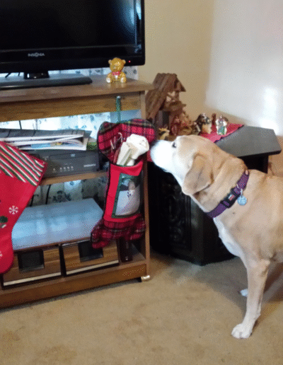 Lucy the beagle mix sniffing her Christmas stocking