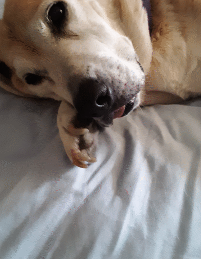 Lucy the beagle mix laying in bed