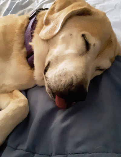 Lucy the beagle mix laying in bed