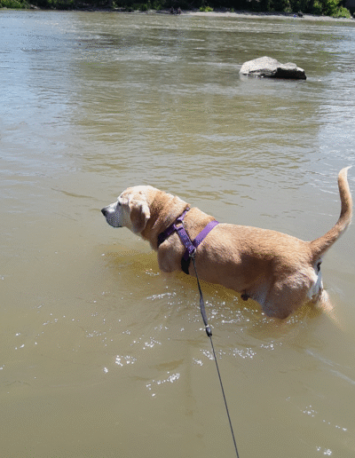 Lucy the beagle mix in the river