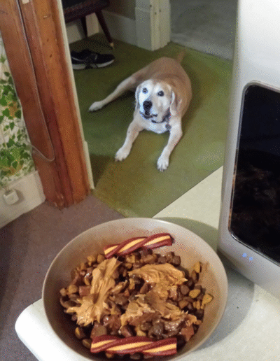 Lucy the beagle mix with dinner