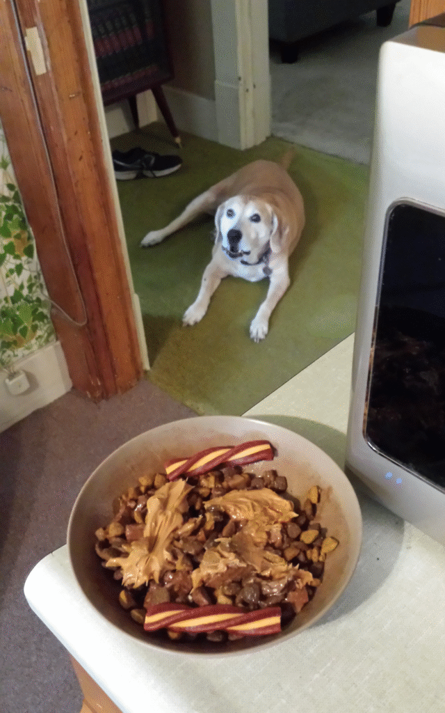Lucy the beagle mix with dinner