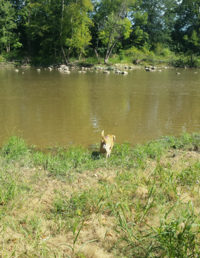 Lucy the beagle mix in the river