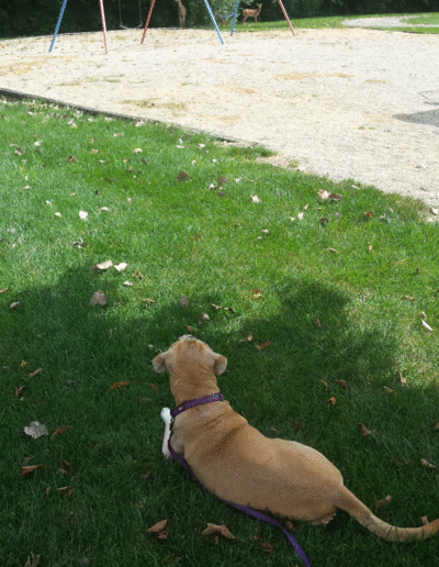 Lucy the beagle mix in the park