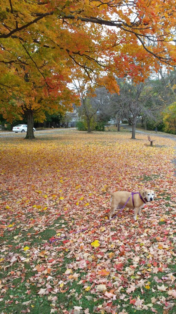 Lucy blending in with the seasons.