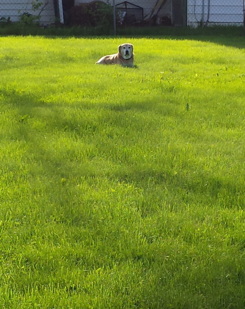 Lucy in the backyard on 9th Street in Jonesboro.