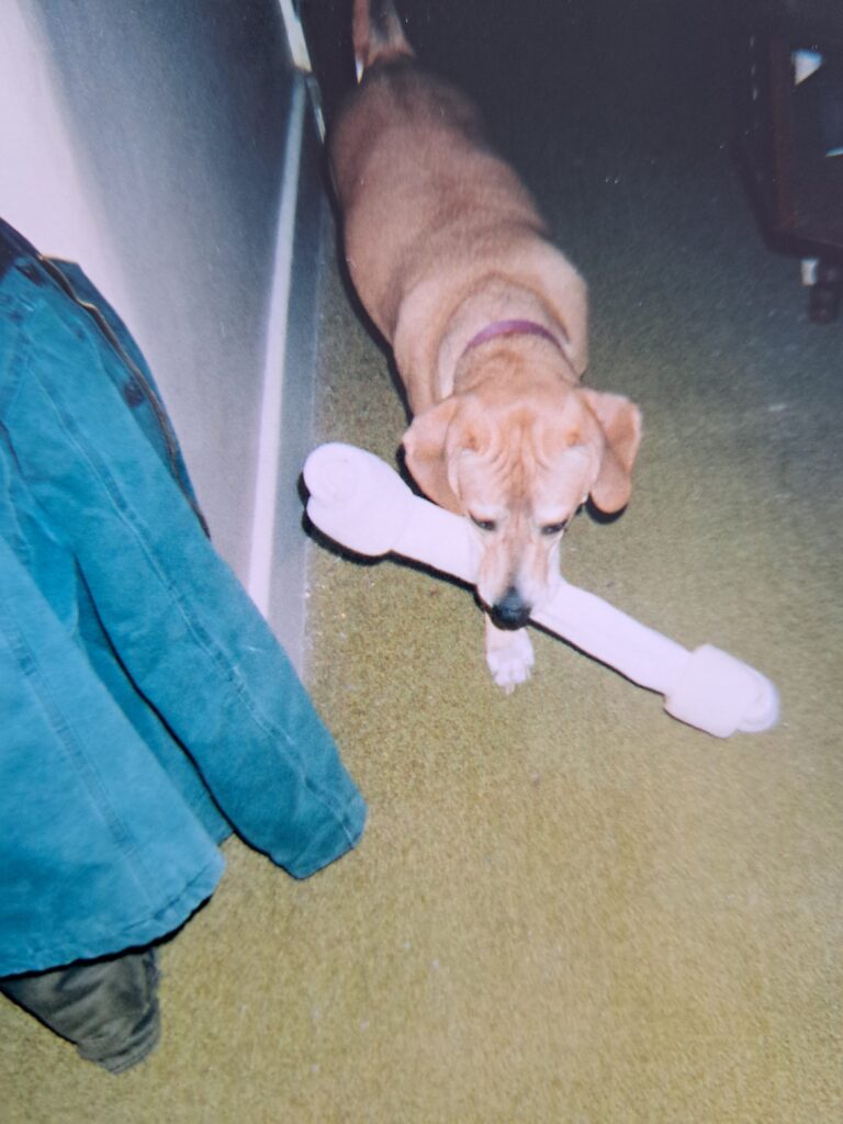 About to learn a life lesson: Lucy with a big Christmas gift, just before trying to walk through a doorway the bone would not fit through. She would course correct and find a way to get that bone where she needed it to be.
