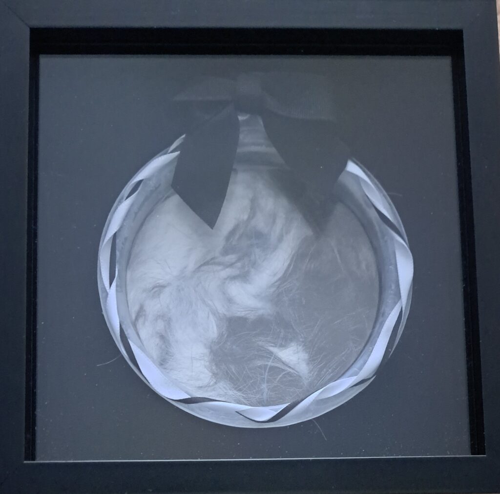 Buddy the Yin Yang cat