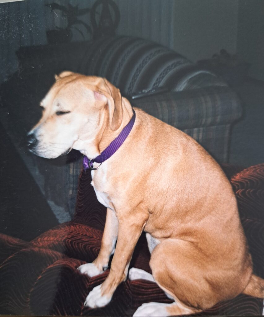 Proper meditation pose