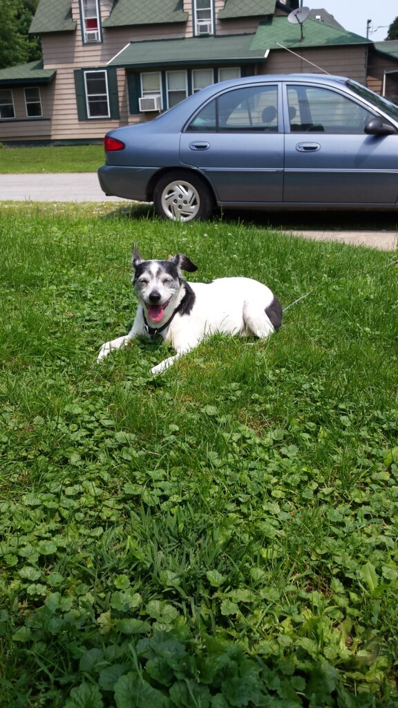 Sweet Freckles: his greatest crime was suffering the disease of lickaholism.