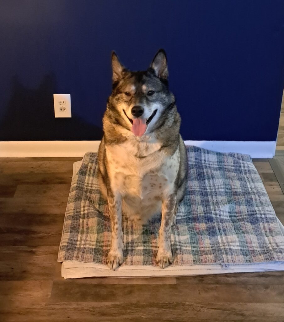 Look at how well behaved I am