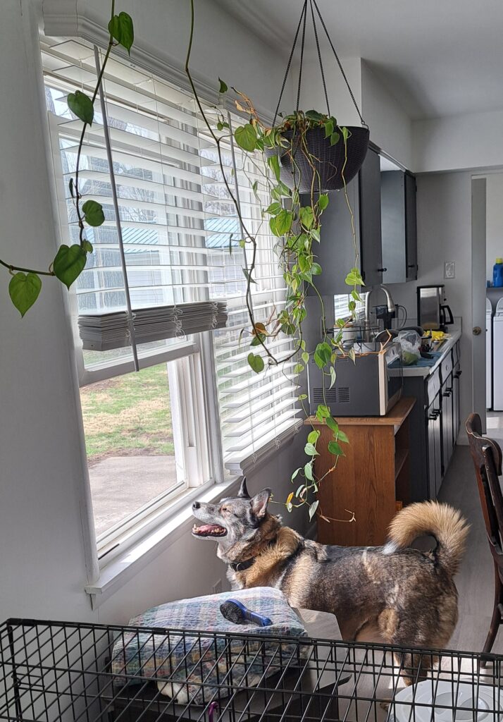 Chip plotting his next escape