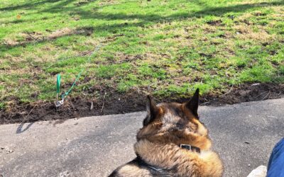 To All the Dogs I’ve Loved Before: The Chip Era Begins