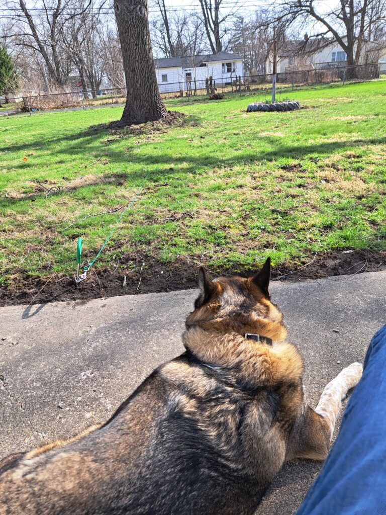 Taking in the new view. Life is good in the backyard.