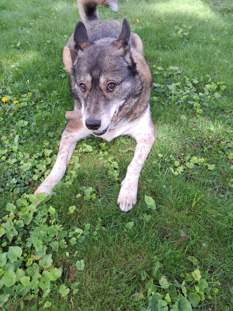 Chip showing off his dirty, stinky bone, one that he buries and then unearths, bringing him great pride.