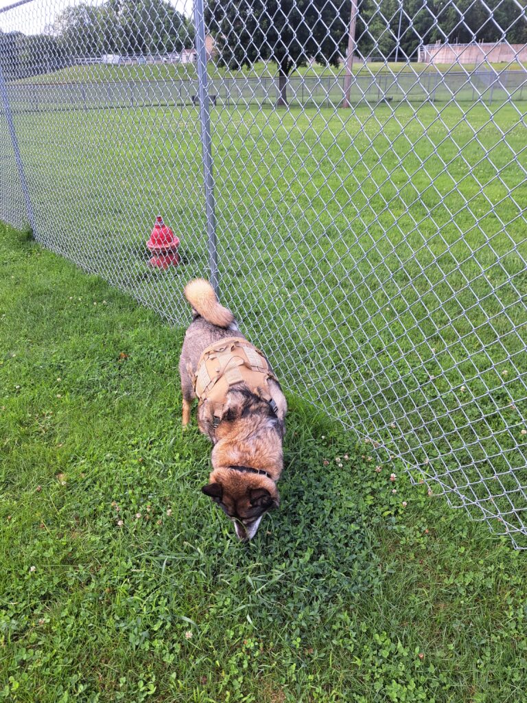 Back to the scene of the crime: Getting comfortable again in the area where the dog crawled under the fence. 